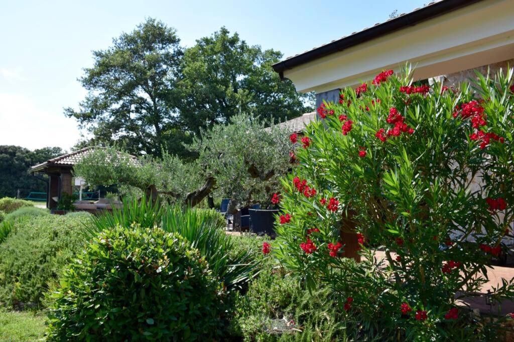 Villa Birds House Ρόβινι Εξωτερικό φωτογραφία