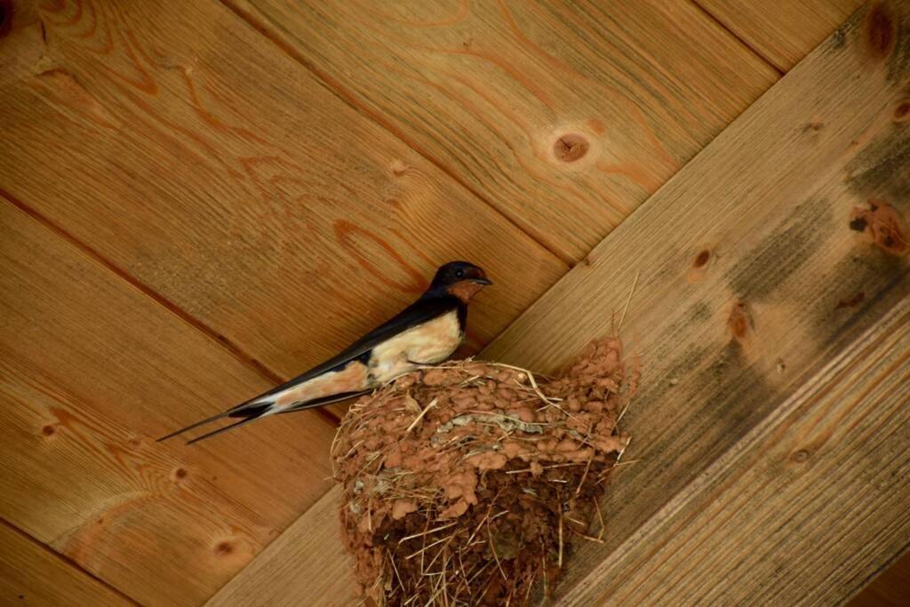Villa Birds House Ρόβινι Εξωτερικό φωτογραφία